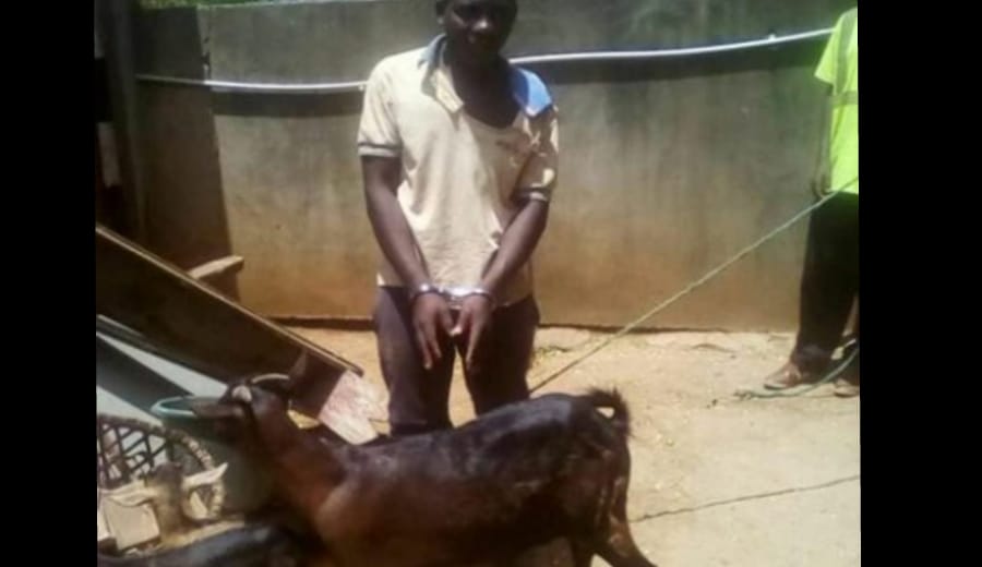 Man In Africa Rapes Goat But Claims That He Asked For Consent
