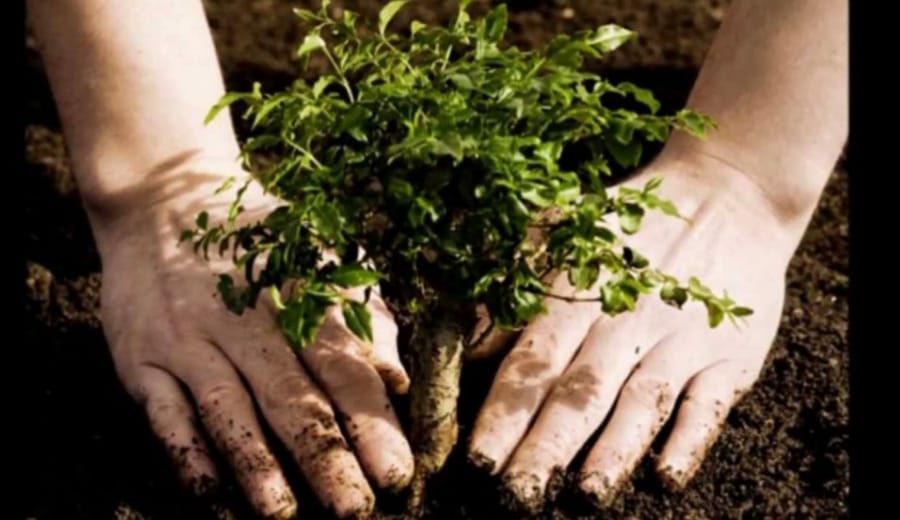 Surat Girl Plants More than 30,000 Trees Since Brain Tumour Diagnosed, Decides To Save Others From Air Pollution